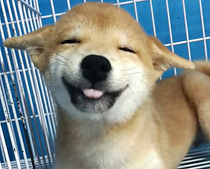 宠物,柴犬,狗狗,汪星人
