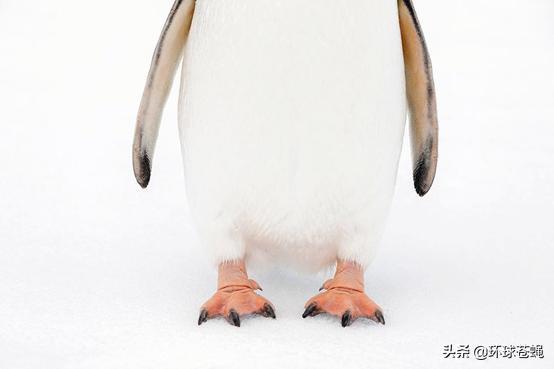 企鹅的脚,为什么不会