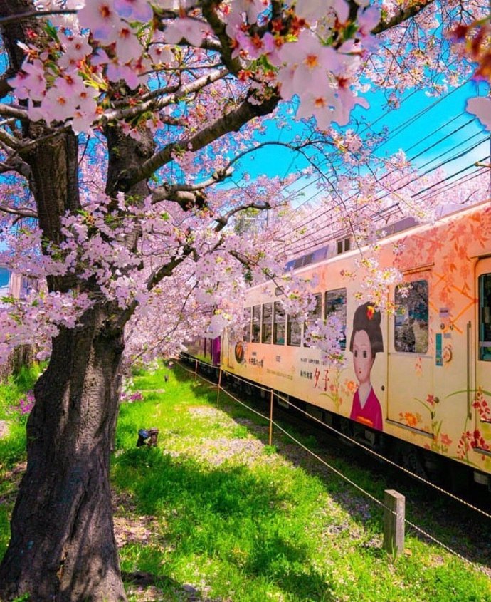 旅游资讯,日本的春天,日本樱花开了,日本疫情怎么样,毕业旅行去日本