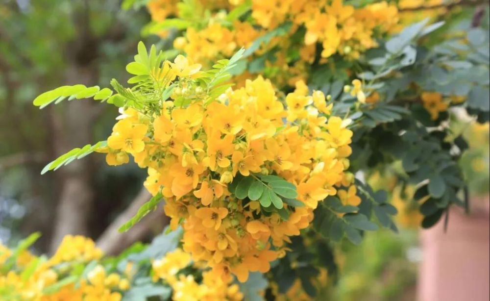 黄槐花开(海口市园林和环卫局 王德广)