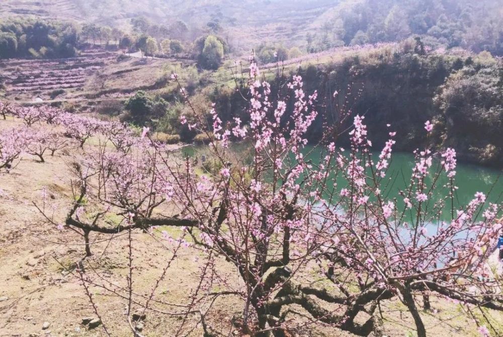 花期: 3-4月 在宁海看樱花,率先想到的就是桥头胡了.