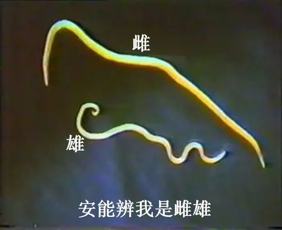 医学院,蛔虫