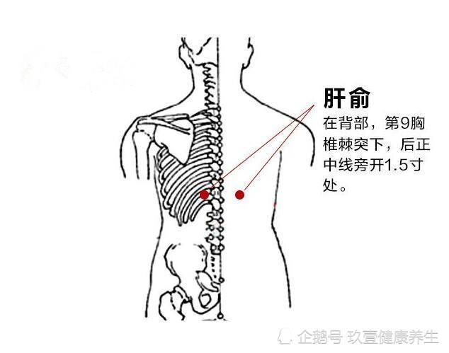 肝俞穴-肝脏的水湿风气火热由此外输膀胱经,治疗肝病,失眠,吐血,目眩