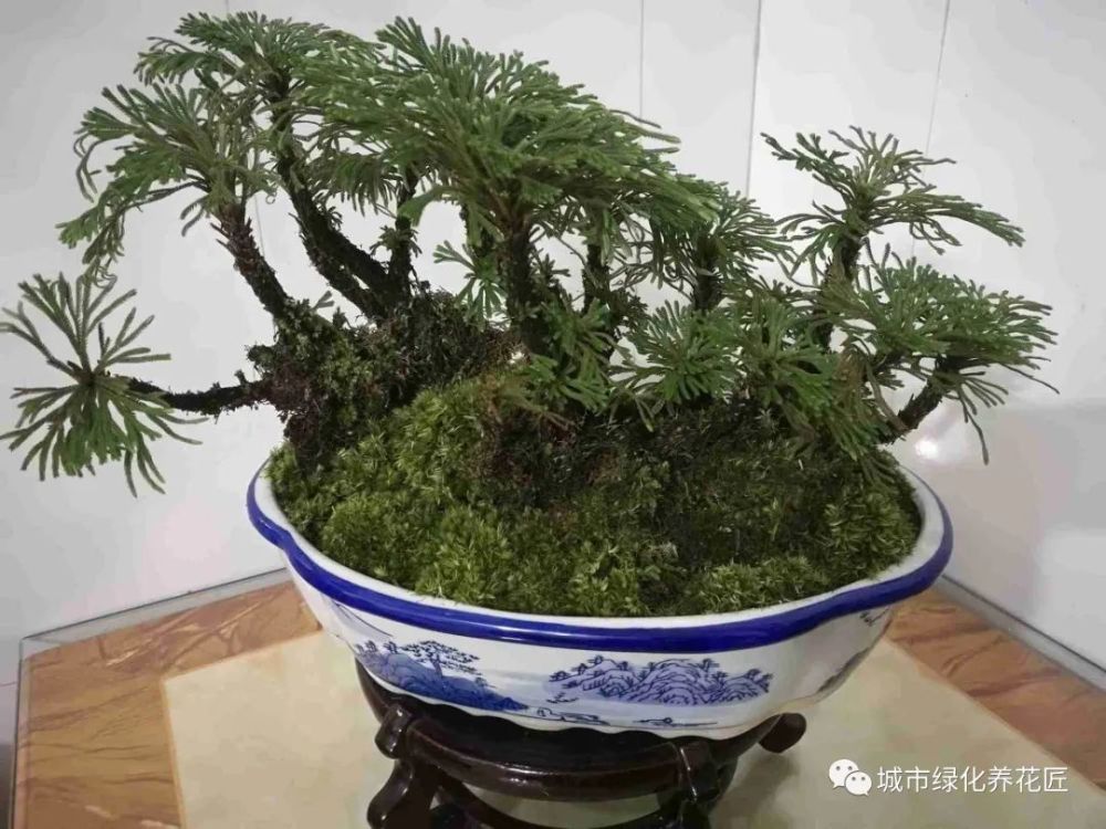爷爷带我爬山认识九死还魂草,顺带做个小盆景