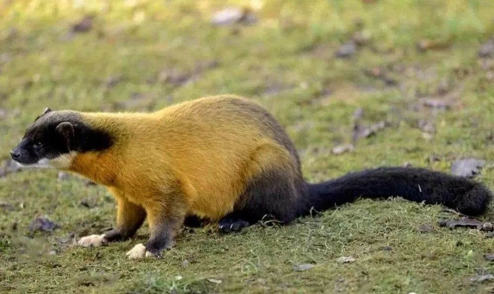 青鼬,又名黄喉貂,黄腰狸,黄腰狐狸,因前胸部具有明显的黄橙色喉斑而