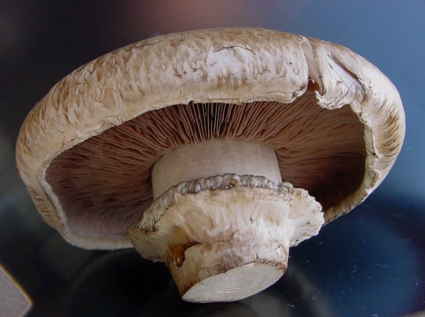双孢蘑菇粉红色菌褶和菌环外观