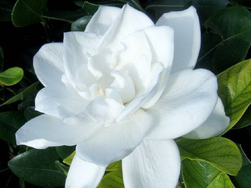 白色代表着纯洁,楚楚动人的白色花,你知道哪些?