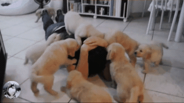 金毛跟二哈交朋友,一年后却悲剧了,主人:小狗还有人要