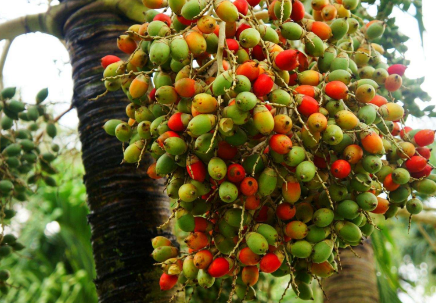槟榔是我国海南,云南和台湾等地区的一种果实.