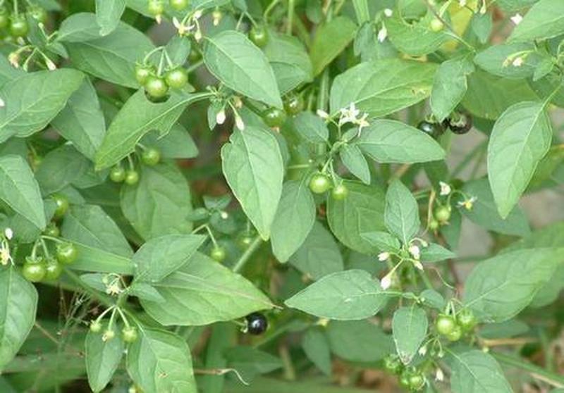 龙葵,白花菜,天黑黑,龙葵果,野菜