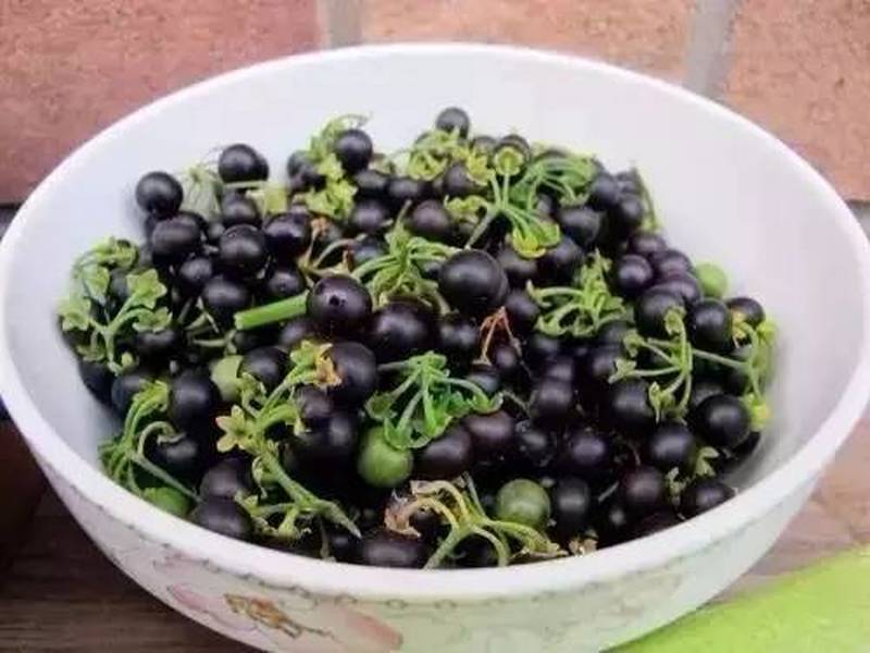 龙葵,白花菜,天黑黑,龙葵果,野菜
