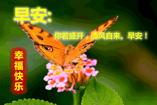 周二非常漂亮好看的早上好表情包 早上好图片温馨2020