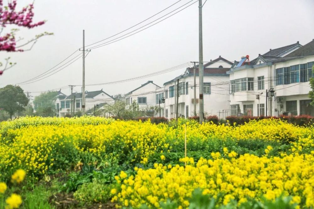 油菜花,望亭,苏州