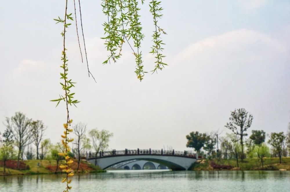 油菜花,望亭,苏州