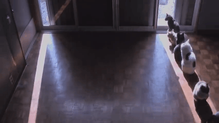 主人拍下家里8只猫聚众晒太阳的场景,网友看后发现了一个了不得的亮点