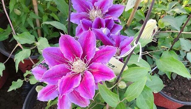 春天养"铁线莲",掌握5个"方法",枝繁叶茂,开花大如碗
