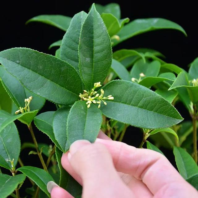 这种桂花四季都能开,味道比香水还好闻