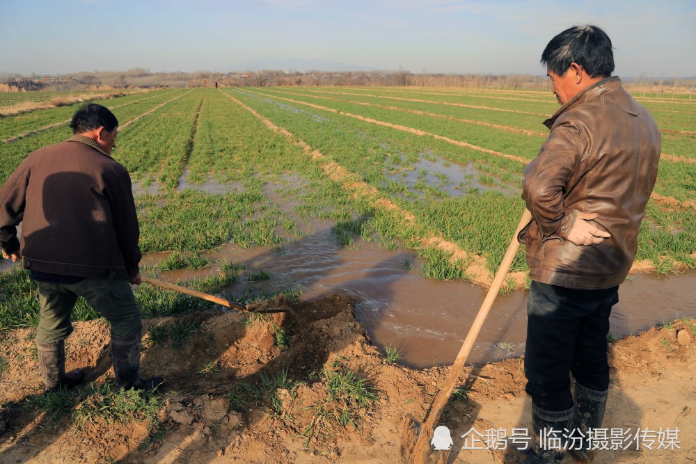 山西农村65岁的老汉浇地 他说出的一个道理 让人一听就明白了