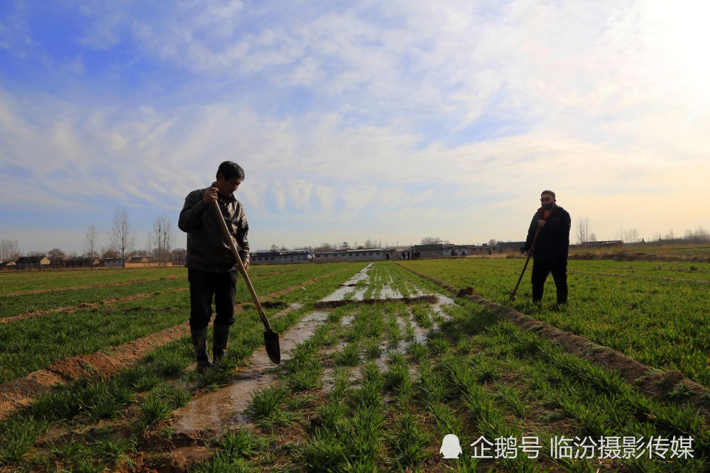山西农村65岁的老汉浇地 他说出的一个道理 让人一听就明白了