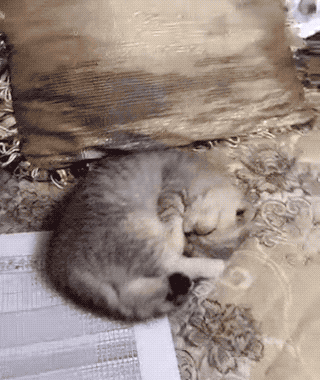 她趁着猫睡觉的时候,拿着垃圾桶盖比对了一下…… 有些猫为了睡成一