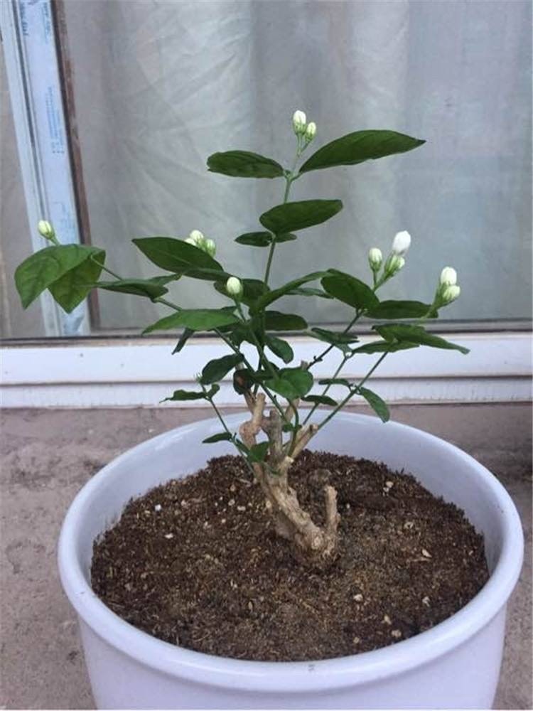 那么如何修剪茉莉花呢?