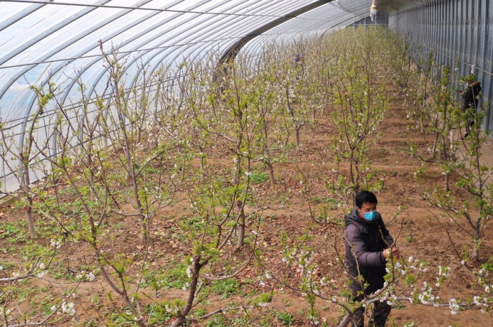 耿楼村樱桃大棚内种着的是刚能挂果的五年树,2018年开始移栽种植,今年