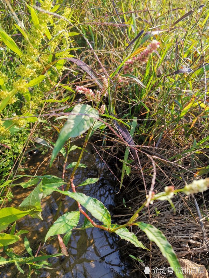 潮汕常见中草药之马了缴,蓼科蓼属植物,春蓼花开,赏心悦目