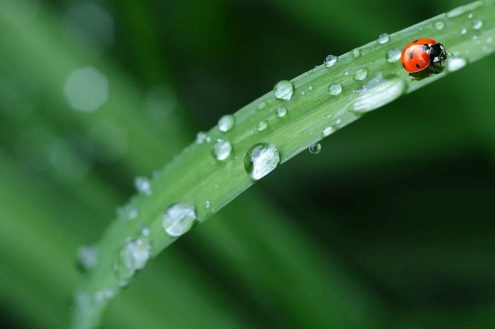 入夏又又又失败?还有降温雨水大风套餐来袭