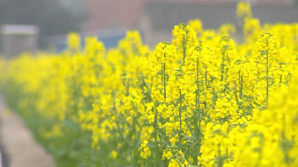 杭州的油菜花都开了…看着就好开心!