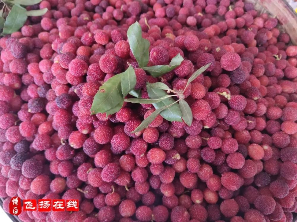 博白杨梅新鲜上市 35蚊一斤,这个价位你选择猪肉还是杨梅?