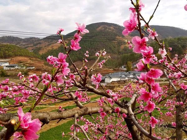 宁南桃花村:三千亩桃园盛开"文旅康养"之花