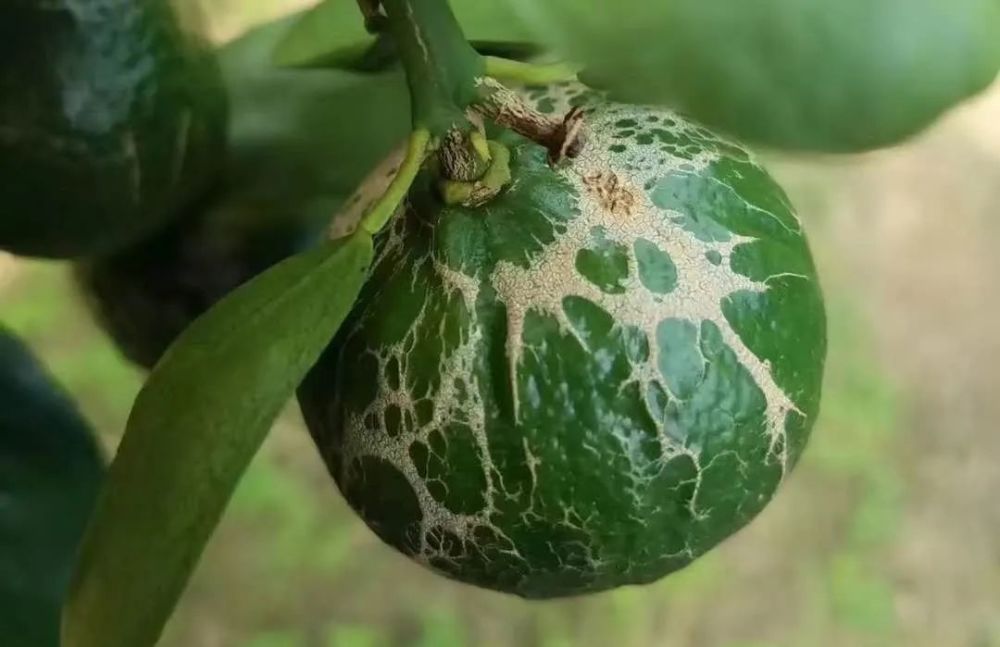 应对措施 根据 "预防为主,综合治理"的植保原则,柑橘灰霉病防治方法