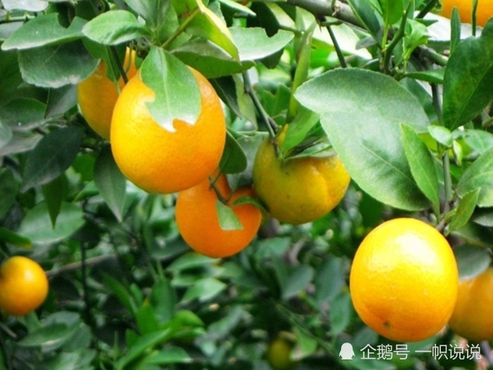 桔子,橙子杂交而成柑子,但三者之间竟有这么大的区别?
