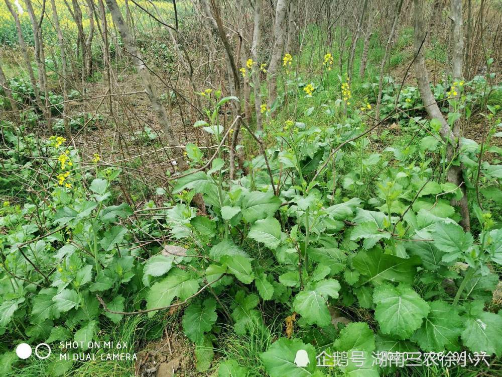 湖南农村有许多野油菜,怎样区别野油菜,野油菜能榨油吗
