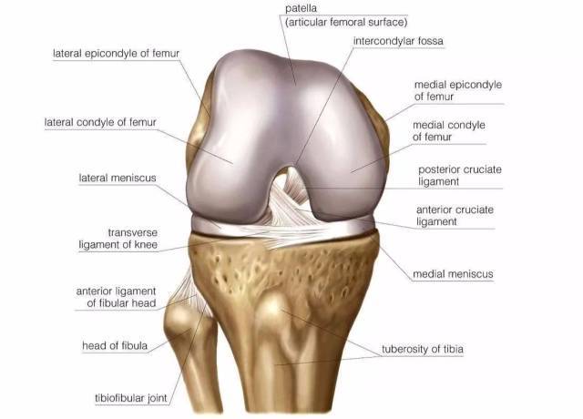 膝关节,髌骨,半月板