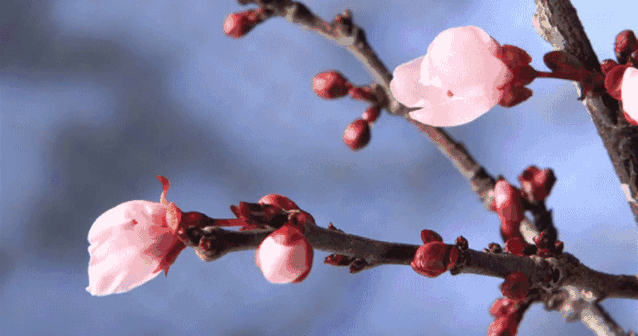 讲究的沅陵人大概光是从餐桌上 就能感受到春天的气息吧 香 椿 儿时