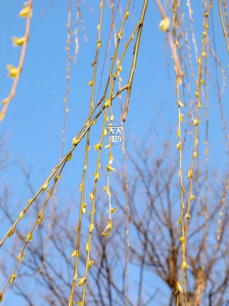 美丽春天spring