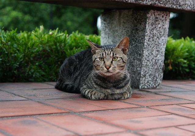 铲屎官为流浪猫着想,用纸箱做供暖猫窝,暖心举动却暗藏风险?