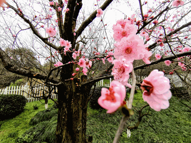 春光乍现!云游余杭万亩花海!油菜花,梅花,樱花…艳不断!