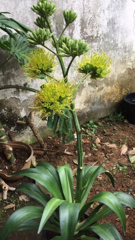 家里有一盆养了10年的龙舌兰,平常也只当绿植看,没想到今年竟然开花了