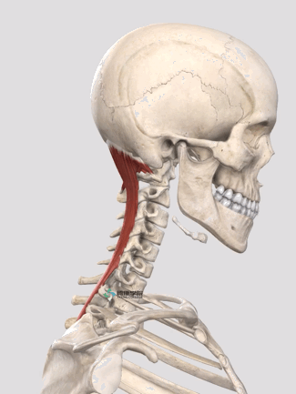 头颈部运动肌肉神经详解