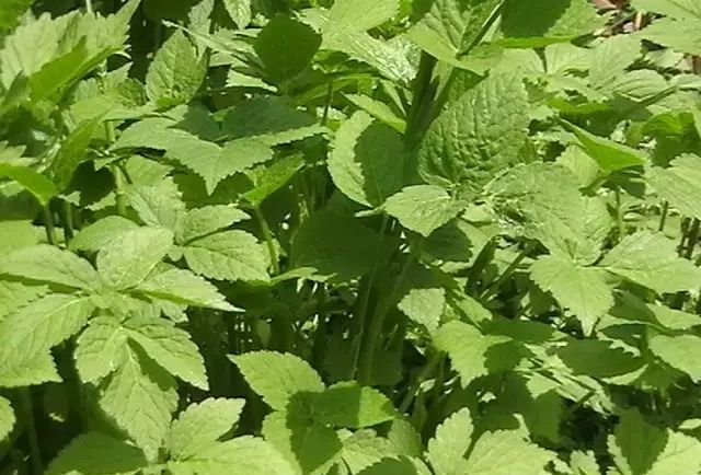 这有一份来自克什克腾的山野菜攻略,请你查收!