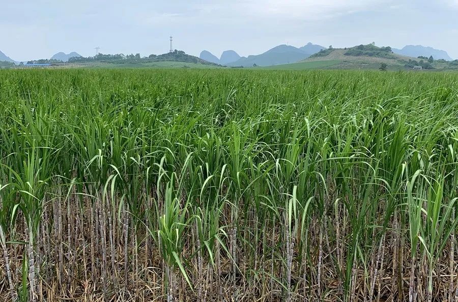 甘蔗,糖料,种植户