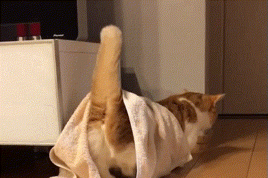 腿短不是病,萌起来真要命