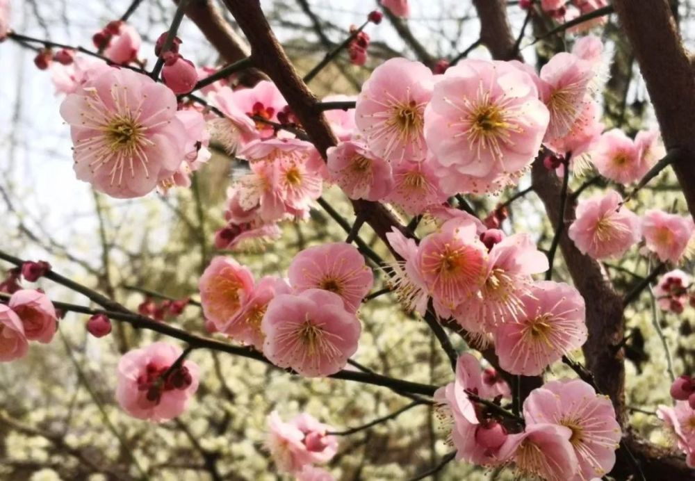 济宁,迎春花