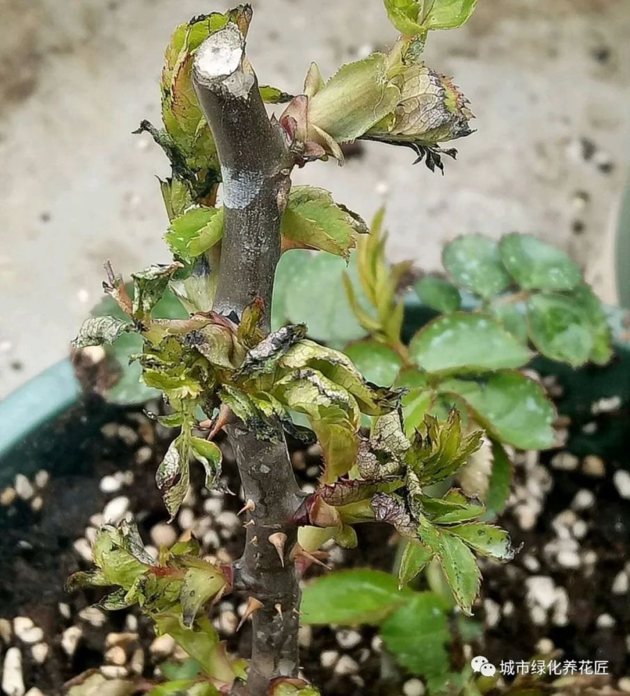 硫酸亚铁喷雾月季肥害实验,结果花友为难,月季使用硫酸亚铁要点