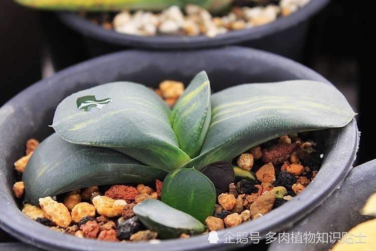 卧牛大合集,这种小众的多肉植物其实很好养