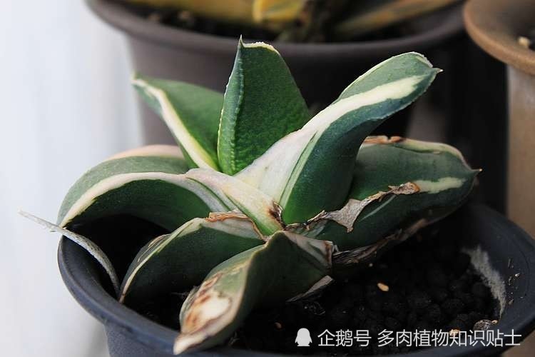 卧牛大合集,这种小众的多肉植物其实很好养