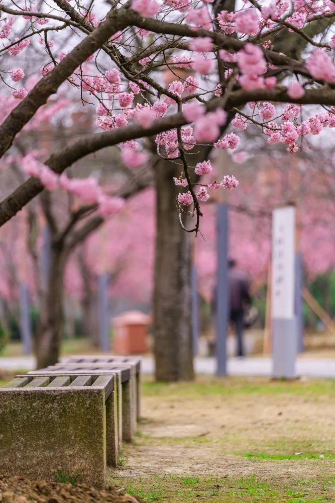 樱花就快开了,我们先来云旅游欣赏无锡樱花吧