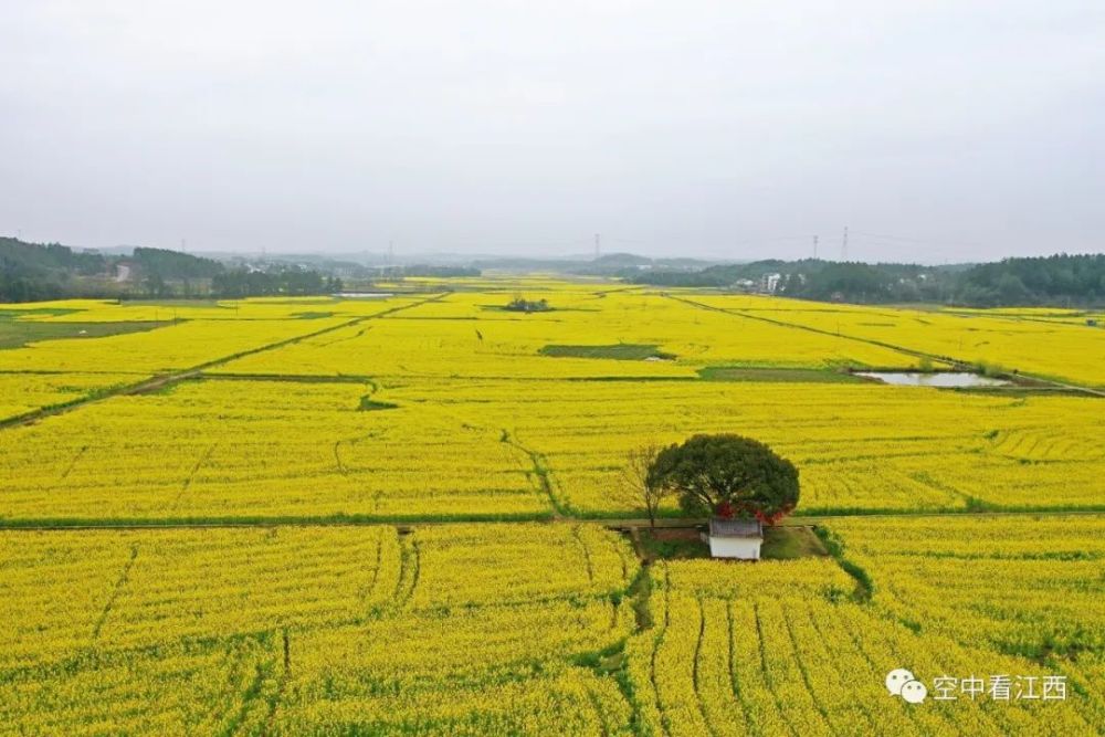 3月5日,江西省上饶横峰县姚家乡兰子村千亩油菜花基地油菜花争相盛开